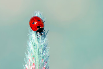 Beautiful ladybug on leaf defocused background