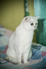 Fototapeta na wymiar adult cat pedigree Scottish chinchilla straight ears