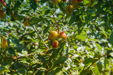 Cherry-plum tree with fruits growing in the garden.Ripening сherry-plum on a tree in the garden on the farm. Organic farming. Ripe sweet plum fruits growing on a сherry-plum tree branch in orchard