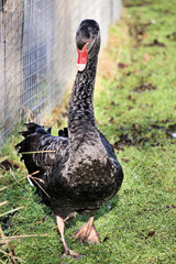 black swan on the lake