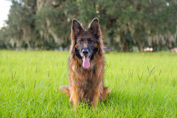 Portrait of a German Shepherd, long coat dog at the park on green grass