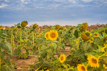 Obraz premium Passe sunflowers (Helianthus annuus) on the field. A field of blooming and faded sunflowers. Closeup shot. Past blossoming sunflowers on the acre. Past blossoming sunflower heads.