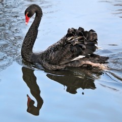 black swan on the lake