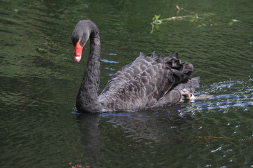 Fototapeta premium black swan on the lake