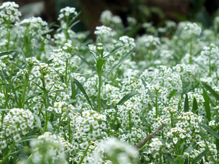 white flowers in a field