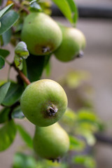Birne im Close Up Nahaufnahme Birne am Baum  
