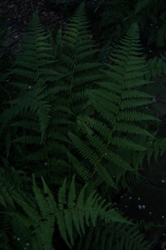 green fern leaf © donald