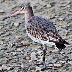 A Black Tailed Godwit