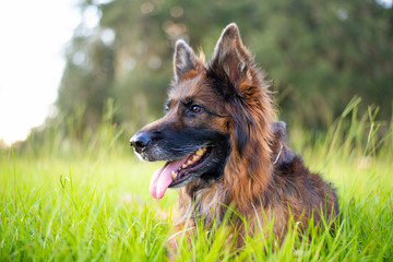 Portrait of a German Shepherd, long coat dog at the park on green grass