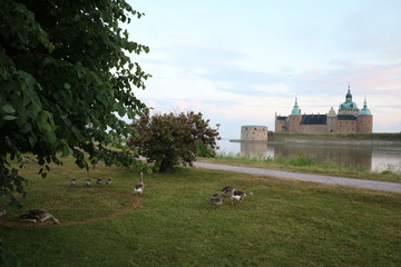 Castle Kalmar and Greylag goose in the city of Kalmar, Sweden © ClaraNila