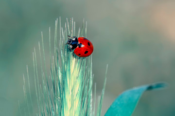 Beautiful ladybug on leaf defocused background