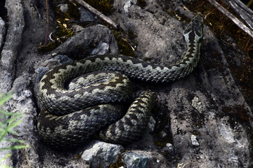 The venomous snake viper peacefully basks in the sun curled into a ring. A warm summer day in the...