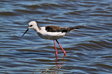 A Black Winged Stilt