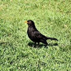blackbird on the grass