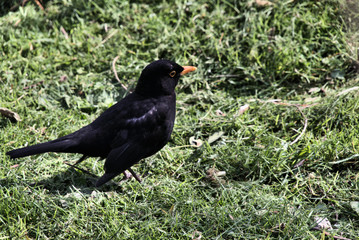 blackbird on the grass