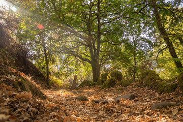 Camino por bosque de Asturias. 
Rayos de sol entre las hojas de los árboles