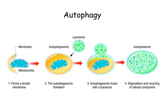 Autophagy steps