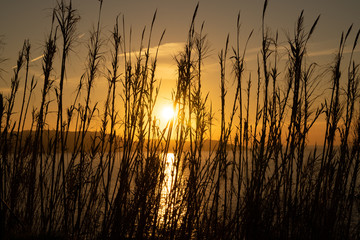 Silueta de hierba durante el atardecer en Galicia