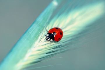 Beautiful ladybug on leaf defocused background