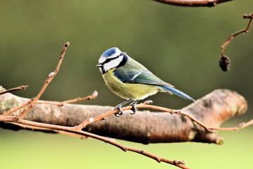 blue tit on a branch