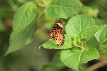 Schmetterling sitzt auf grünen Blättern