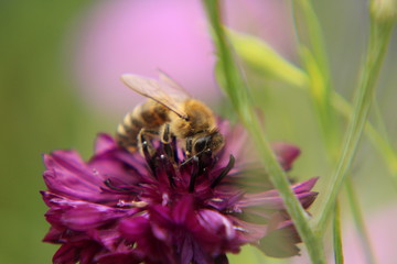 Biene sitzt auf einer lilafarbenen Blüte