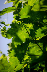 structured pattern on green leaf