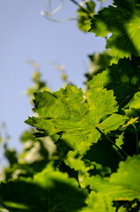 structured pattern on green leaf