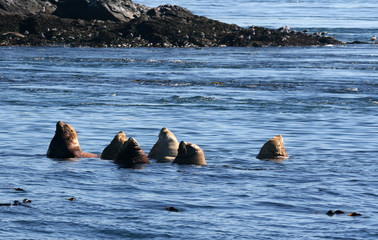 Sea lions resting in shallow water
