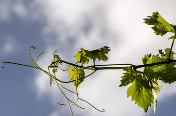 green leaves of grape in vineyard agains cloudy sky