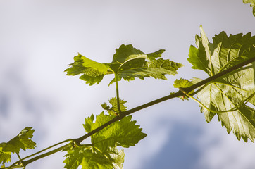 green leaves of grape in vineyard agains cloudy sky