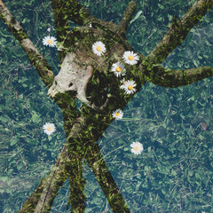 Old skull on the branches, multiple exposure with daisies