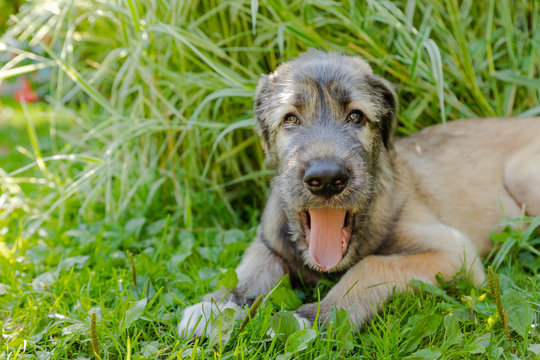 A beautiful brown irish wolfhound with nice expression in head in a garden. puppy Irish wolfhound smiling and lying on meadow, lawn in summer.Cute big pet in nature.