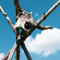 Skull on the old teepee . American style, western region