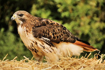 A view of a Buzzard