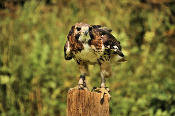 A view of a Buzzard