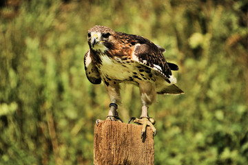 A Buzzard on a post