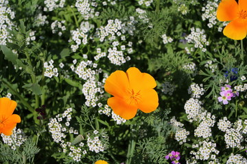 California gold poppy