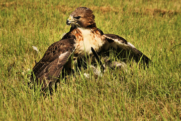 A Buzzard on the ground