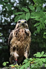 A view of a Buzzard