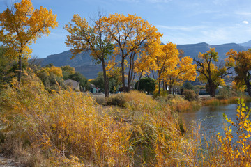 Obraz premium Autumn Cottonwoods By Pond