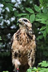 A view of a Buzzard