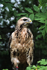 A view of a Buzzard
