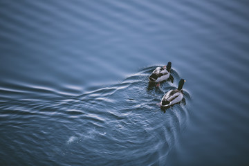 Two Ducks Swimming away from camera in Still Dark Blue Ocean