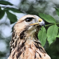 A view of a Buzzard