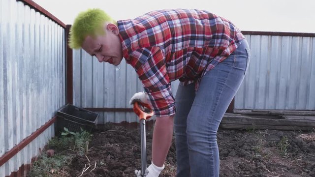 young mature woman with green hair in plaid shirt, work blue pants and gloves digs potato bushes in her vegetable garden