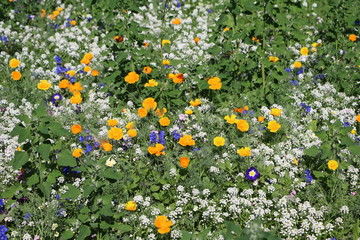 Summer flower meadow in Kalmar, Sweden © ClaraNila