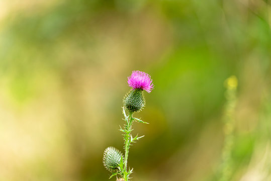 Thistle flower as symbol of Scotland