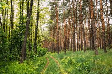 Fairy Forest Lane Road Through Summer Green Mixed Deciduous And Coniferous Forest. European Nature