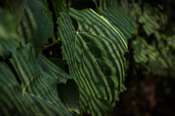 structured pattern on green leaf
